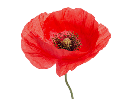 Poppy los - kort-1