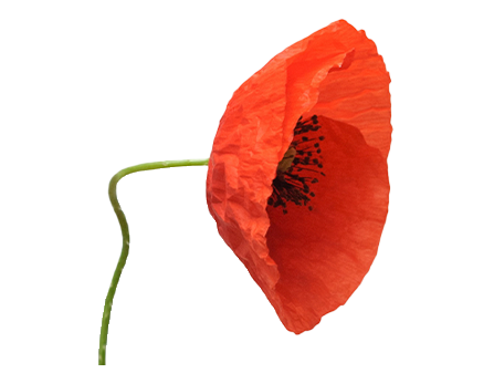 Poppy los - kort-3