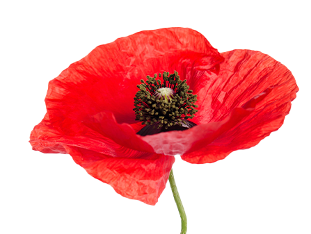 Poppy los - kort-4
