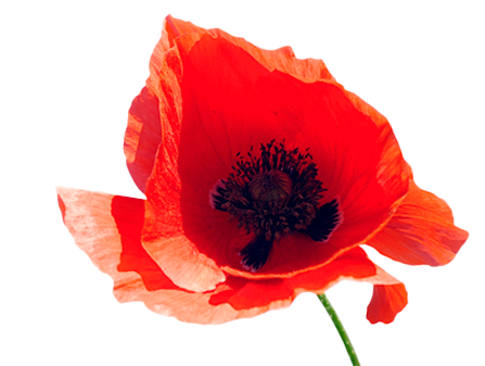 Poppy los - kort-5