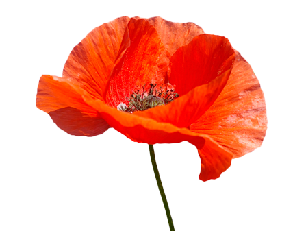 Poppy los - kort-6