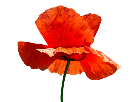 Poppy los - kort-7